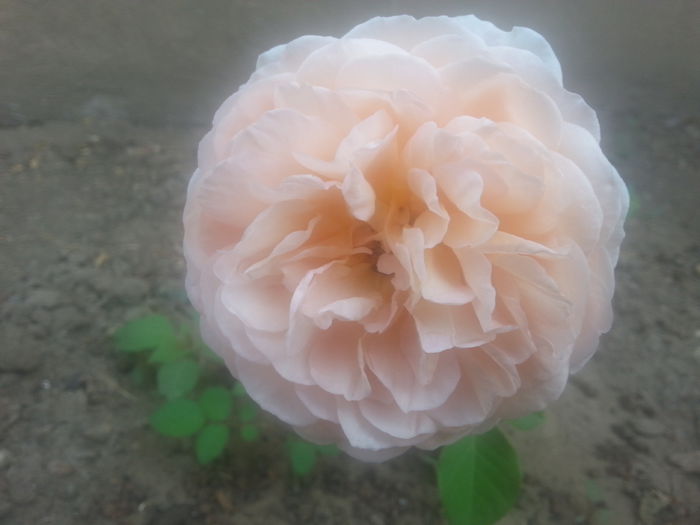 20150614_093159 - a shropshire lad