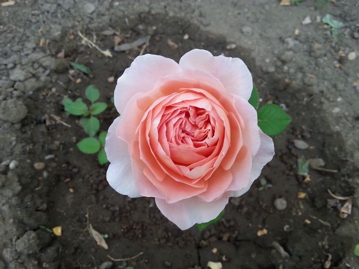 a shropshire lad