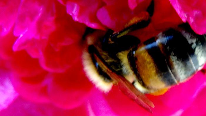 DSC05917 - MACRO