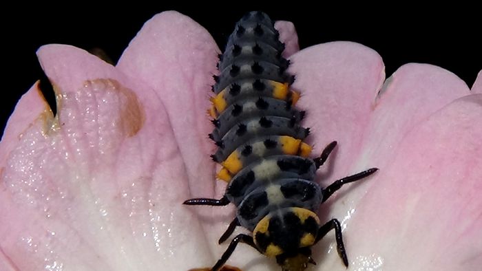 larva de buburuza (coccinella septempunctata)