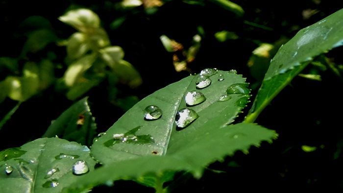 DSC05972 - MACRO II