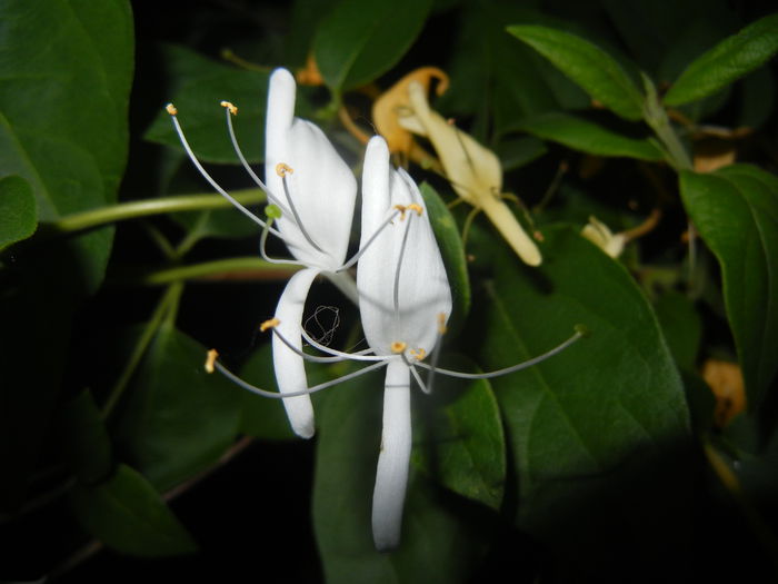 Lonicera japonica (2015, June 08)