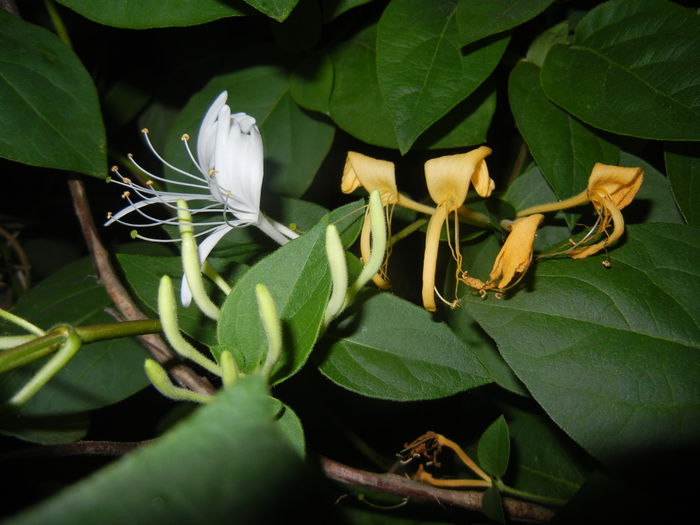 Lonicera japonica (2015, June 08)
