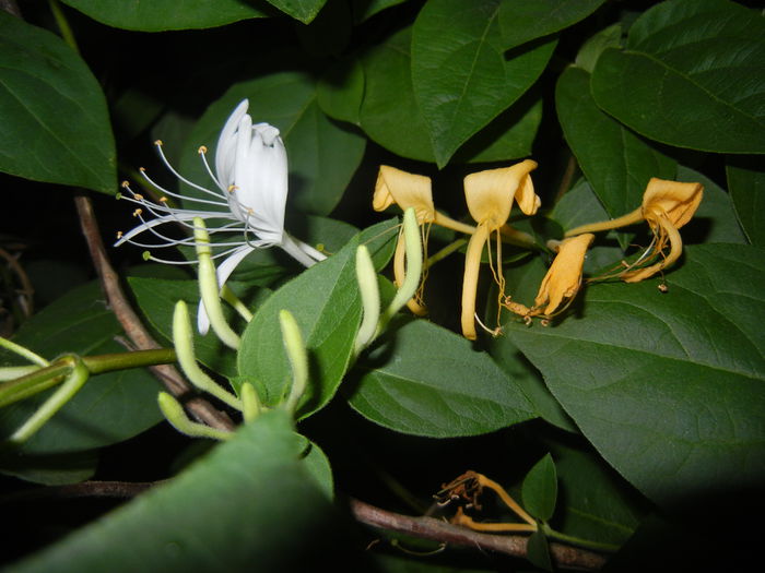 Lonicera japonica (2015, June 08) - LONICERA Japonica
