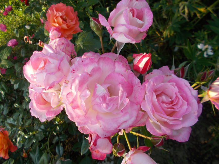 DSCN4698 - Bordure Rose