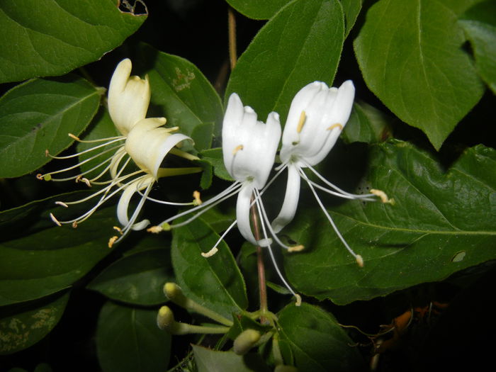 Lonicera japonica (2015, June 08)