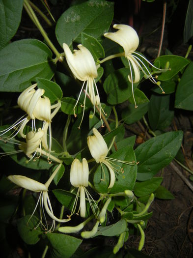 Lonicera japonica (2015, June 08) - LONICERA Japonica