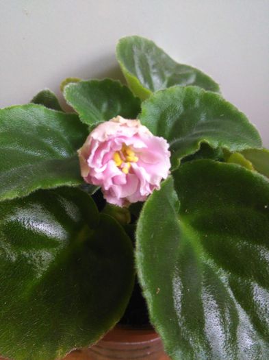 Pink Panthere - A-Violete