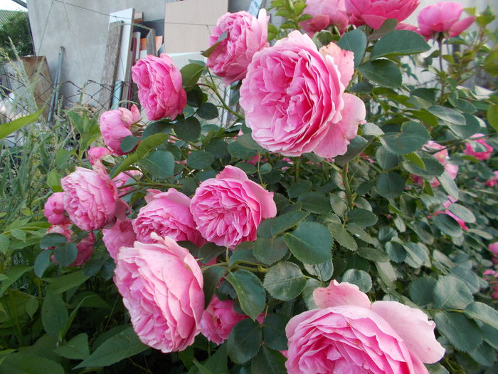 DSCN4727 - Leonardo da Vinci