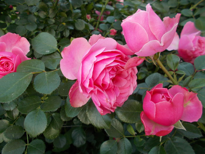 DSCN4728 - Leonardo da Vinci