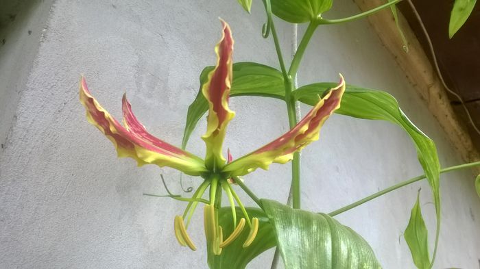 WP_20150605_021 - gloriosa 2015