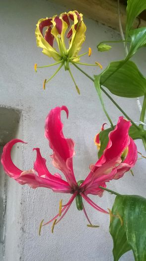 WP_20150612_002 - gloriosa 2015