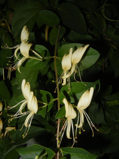 Lonicera japonica (2015, June 08)