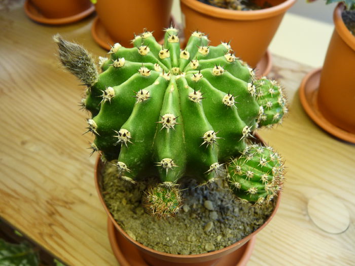 16 - Cactusi