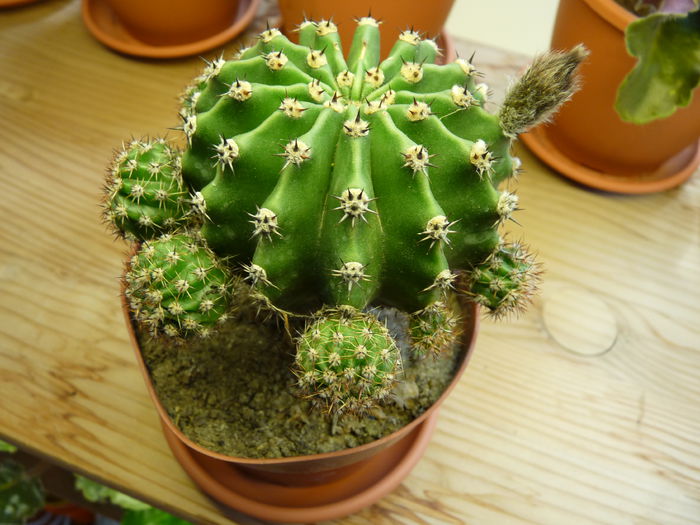 17 - Cactusi