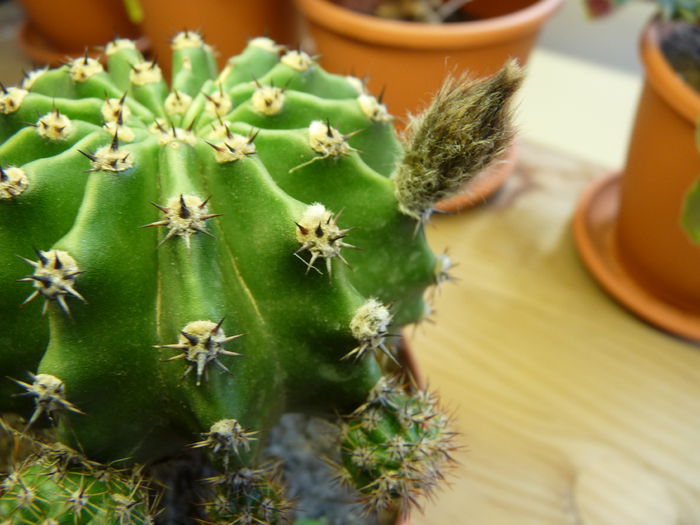 18 - Cactusi