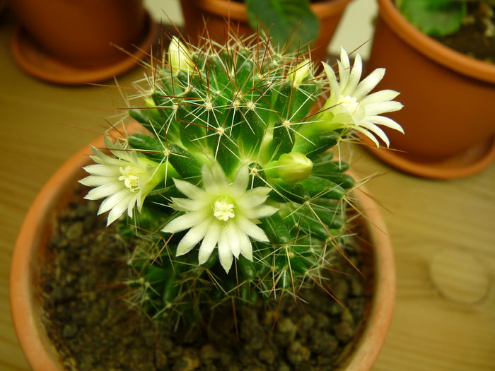 19 - Cactusi