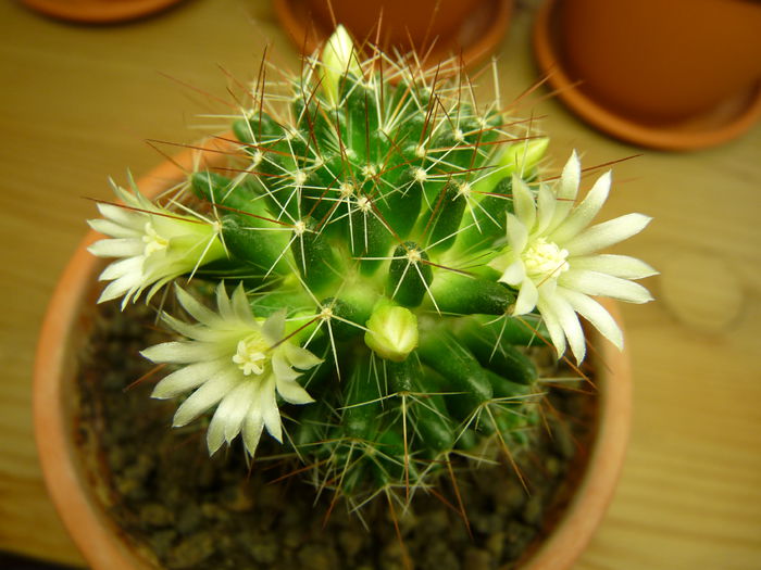 20 - Cactusi