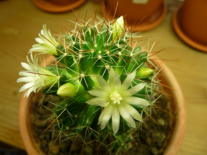 21 - Cactusi