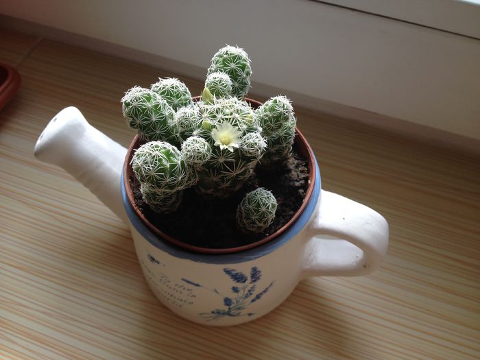 26 - Cactusi