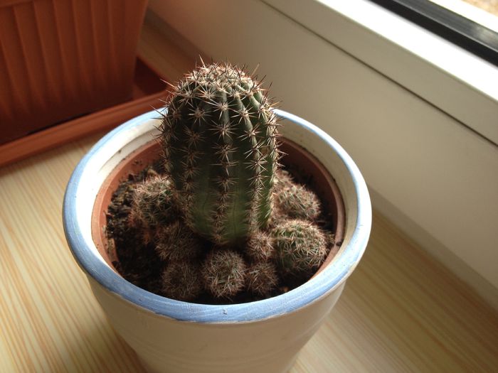 28 - Cactusi