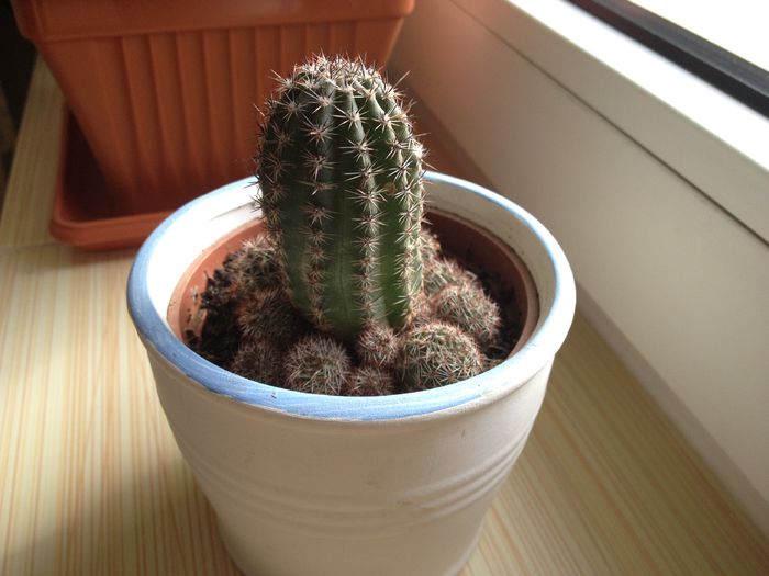 29 - Cactusi