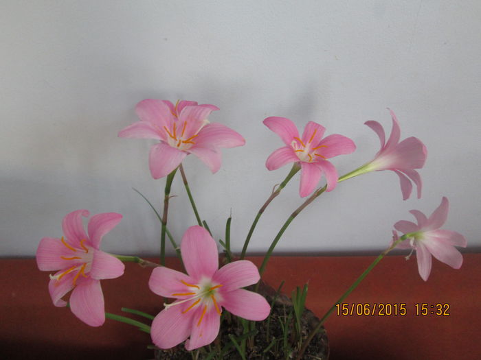IMG_3206 - Florile mele iunie 2015
