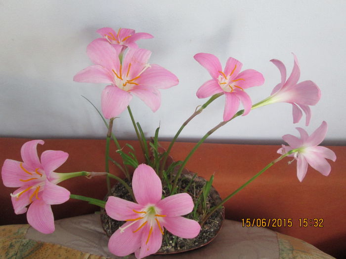 IMG_3207 - Florile mele iunie 2015