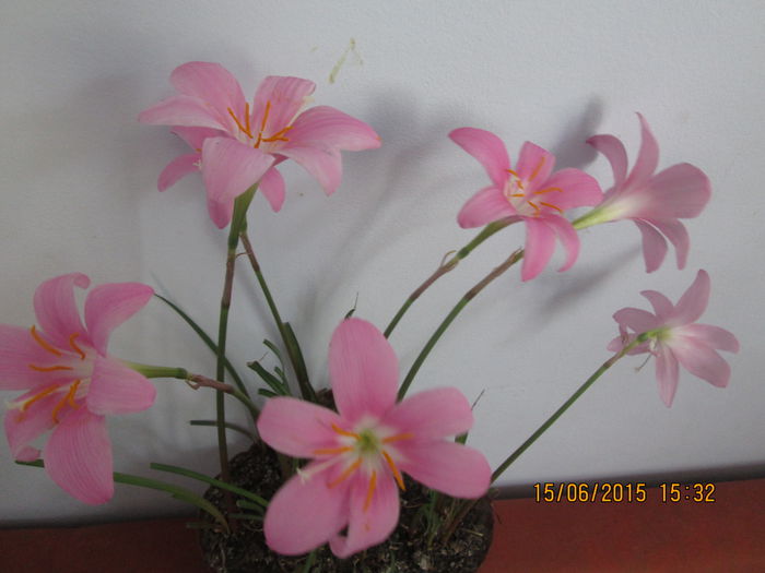 IMG_3208 - Florile mele iunie 2015