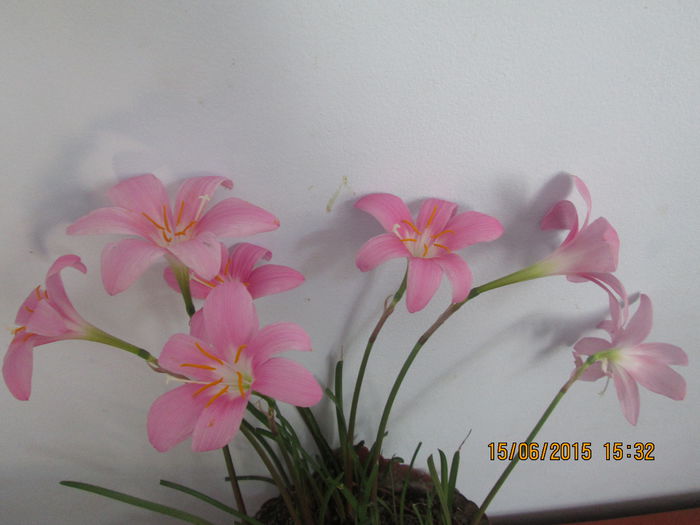 IMG_3209 - Florile mele iunie 2015