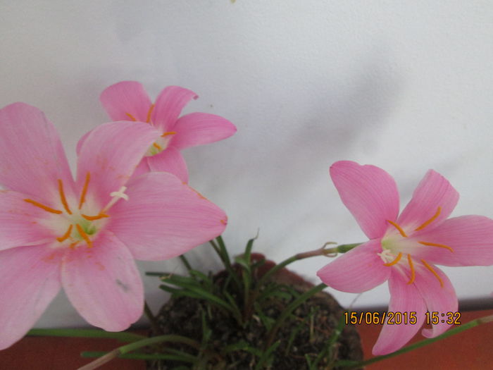 IMG_3210 - Florile mele iunie 2015