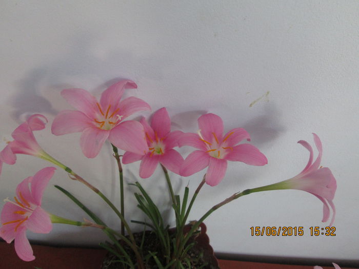 IMG_3211 - Florile mele iunie 2015