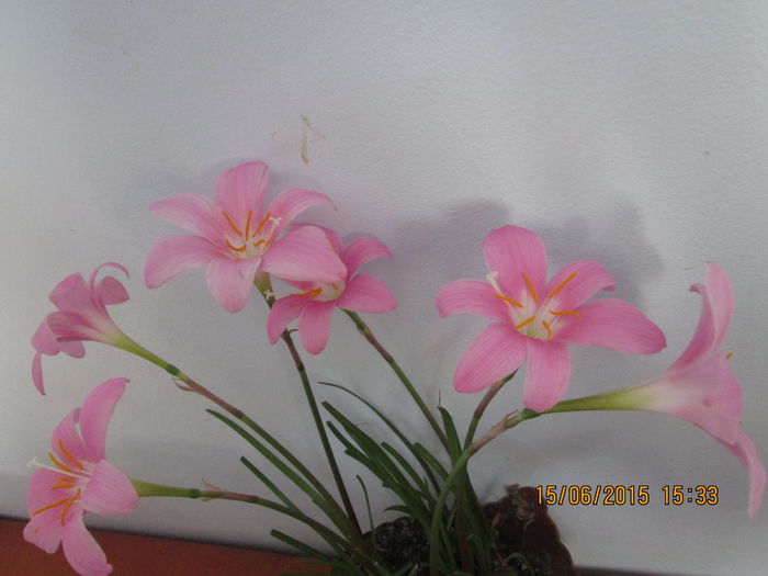 IMG_3212 - Florile mele iunie 2015