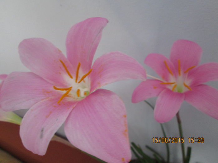 IMG_3213 - Florile mele iunie 2015