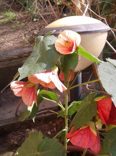 Fotografie-0028 - abutiloni