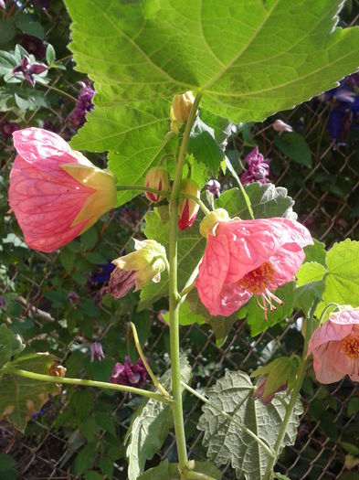 Fotografie-0030 - abutiloni