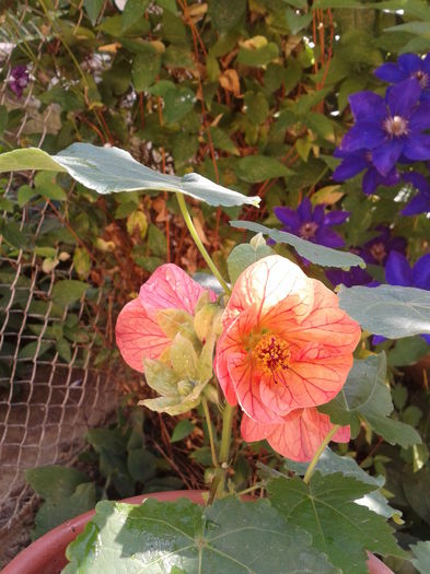 Fotografie-0031 - abutiloni