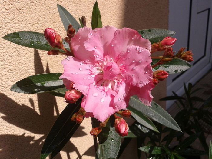 Fotografie-0023 - alium si alte minuni