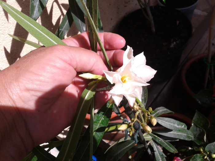 Fotografie-0024 - alium si alte minuni