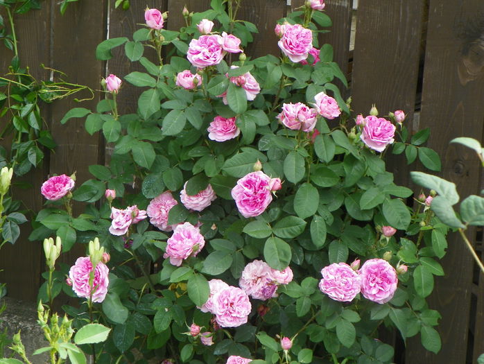 Gertrude Jekyll
