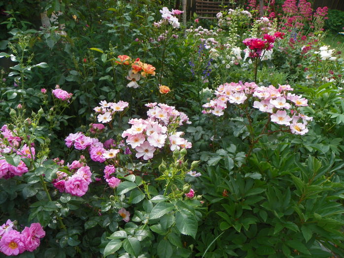 Cape Diamond si Rosy Cushion