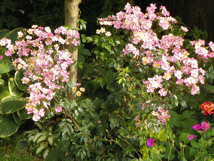 Plaisenterie