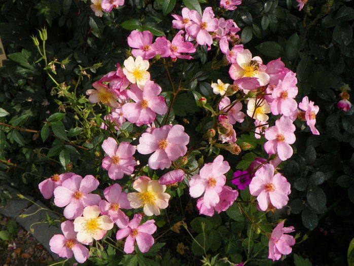Plaisenterie