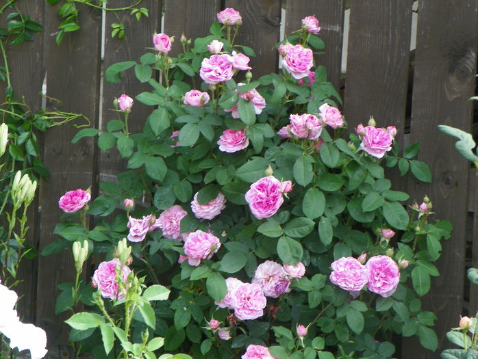 Gertrude Jekyll