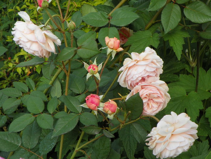 A shropshire Lad