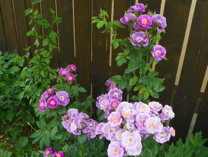 Rhapsody in Blue