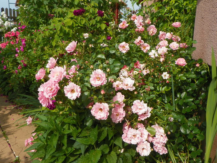 Sommerwind