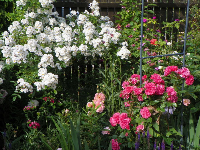 Guirlande dAmour si Rosarium Uetersener