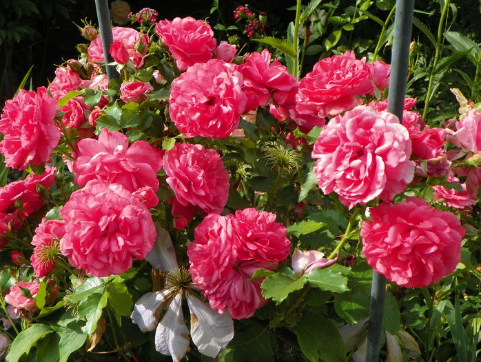 Rosarium Uetersen