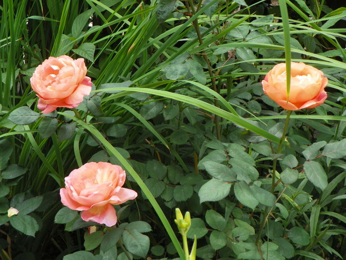 Lady Emma Hamilton